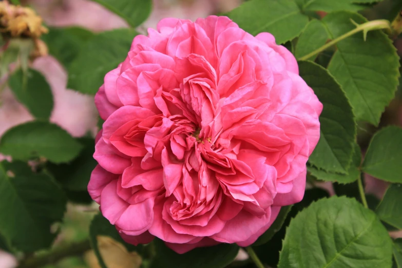 a pink flower with green leaves around it