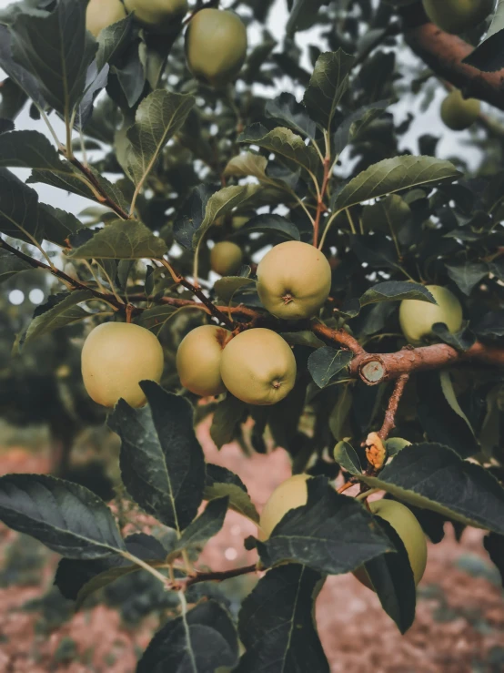 a bunch of green apples hanging from a tree, trending on unsplash, gold, overcast day, 🐿🍸🍋, well built