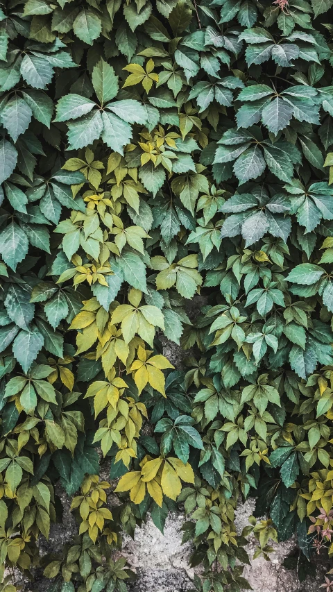 a fire hydrant sitting in front of a lush green wall, an album cover, inspired by Elsa Bleda, unsplash, photorealism, made of leaves, the yellow creeper, alessio albi, patterned