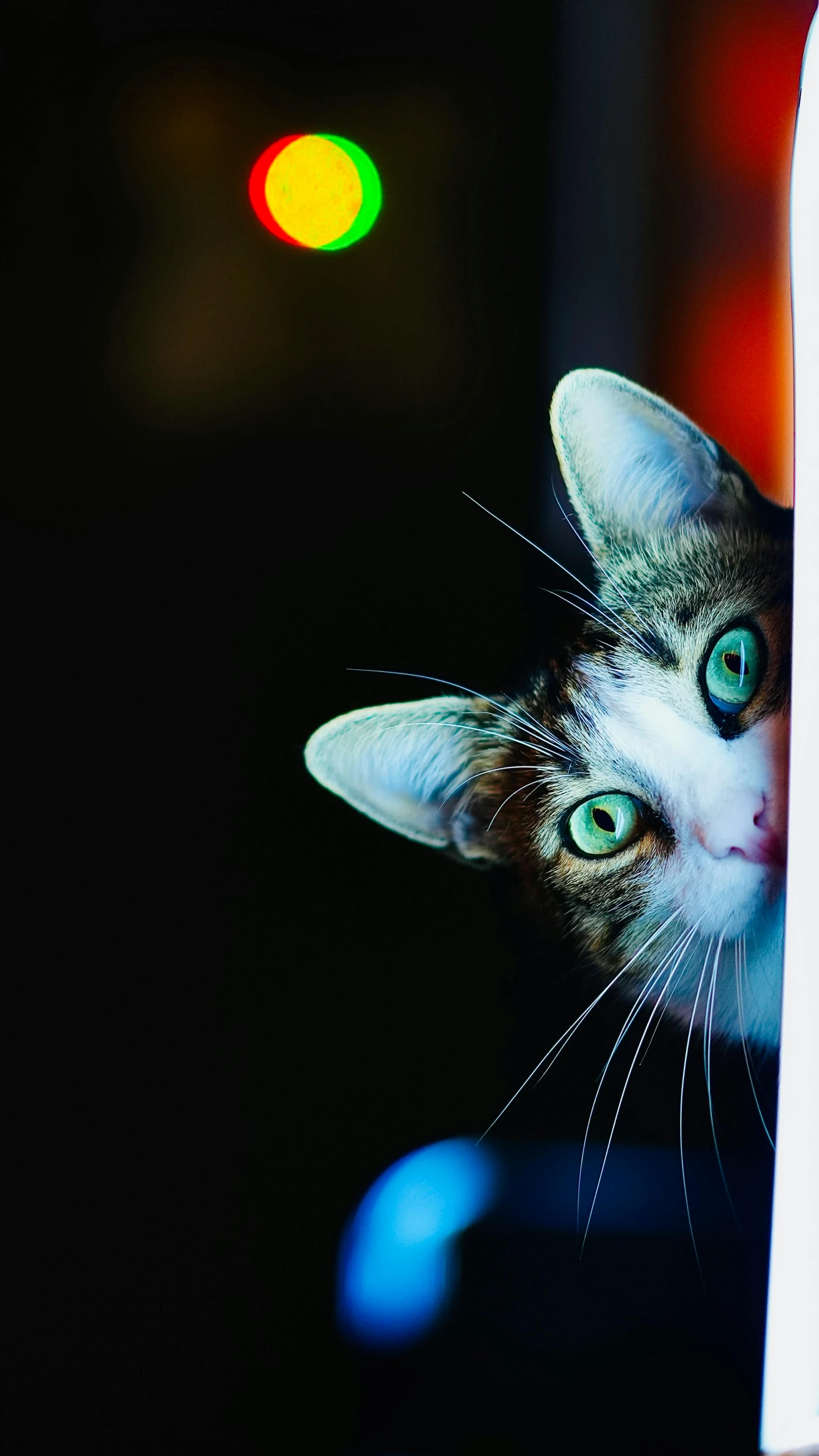 a close up of a cat peeking out of a window, an album cover, by Julia Pishtar, pexels contest winner, on black background, today\'s featured photograph 4k, calico, emerald eyes