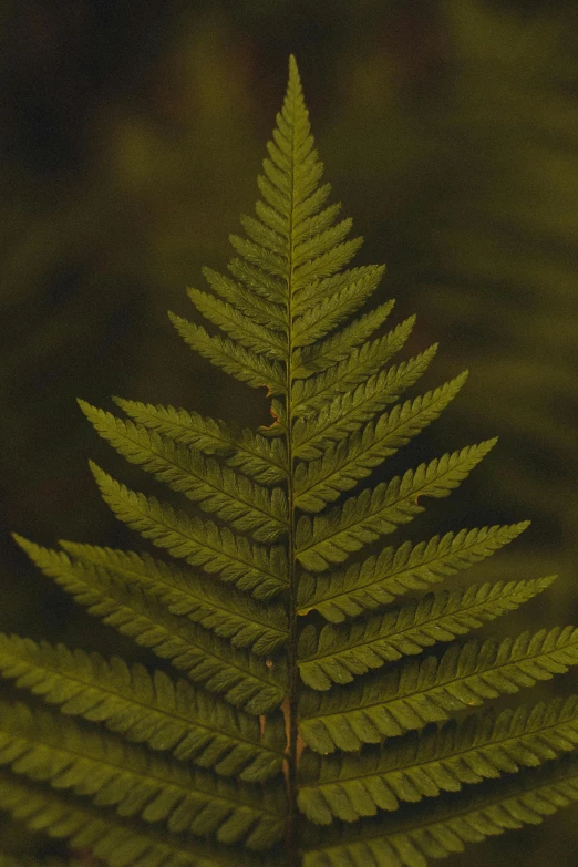 a close up of a fern leaf in a forest, an album cover, inspired by Elsa Bleda, renaissance, cedar, medium-shot, olive, low quality photo