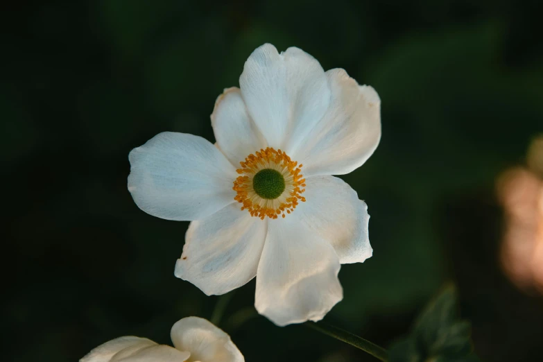 a close up of a flower with a blurry background, inspired by Frederick Goodall, unsplash, hurufiyya, organic ceramic white, himalayan poppy flowers, medium format