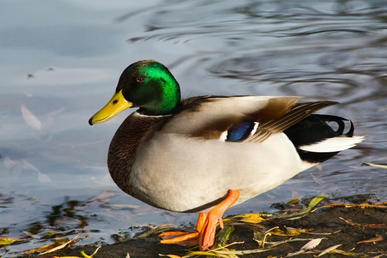 a duck that is standing in the water, rich evans, fan favorite, green head, australian