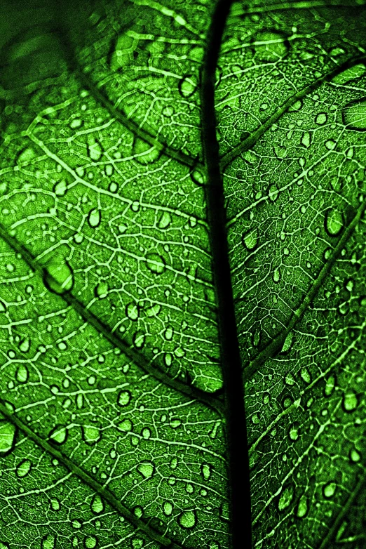 a green leaf with water droplets on it, flickr, natural materials :: high detail, istockphoto, made of leaves, dark emerald mist colors