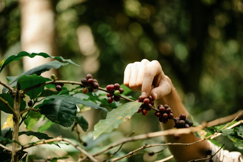 a close up of a person picking berries from a tree, inspired by Elsa Bleda, trending on unsplash, coffee beans, avatar image, in a jungle, australian