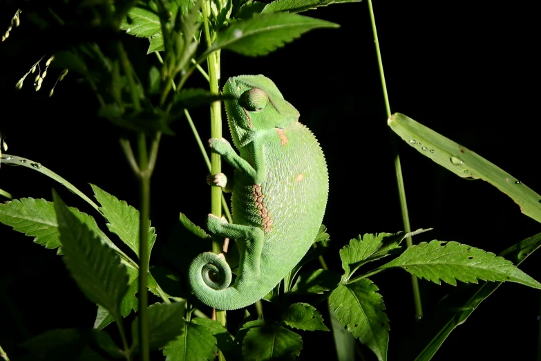 a green chamelon sitting on top of a plant, by Robert Brackman, pexels contest winner, sumatraism, at twilight, chameleon, night outside, in the shadows