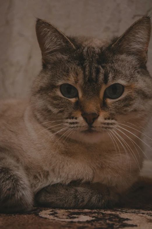 a cat that is laying down on the floor, by Gwen Barnard, trending on unsplash, closeup headshot, ilustration, low quality photo, brown