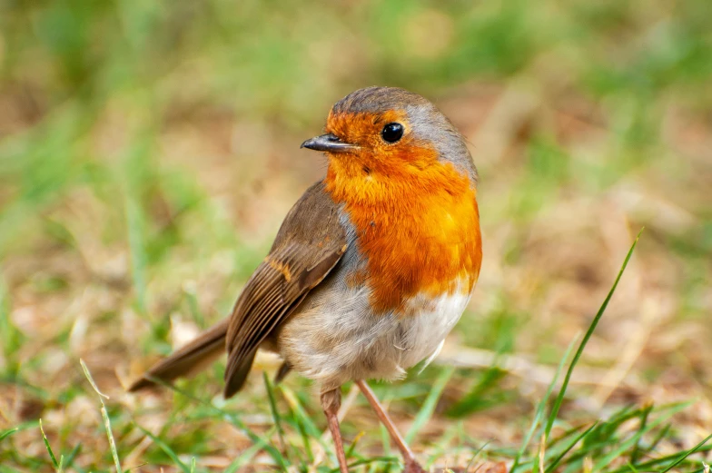 a bird that is standing in the grass, pexels contest winner, renaissance, robin, avatar image, high resolution photo, vibrant orange