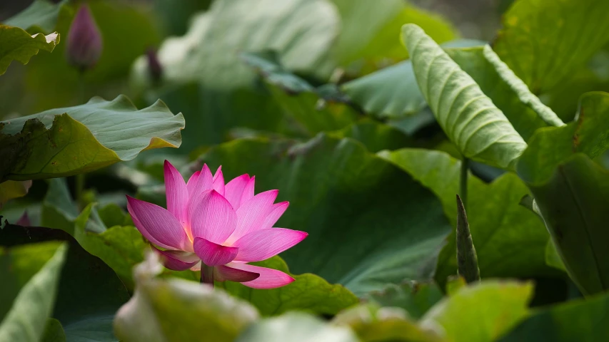 a pink flower sitting on top of a lush green field, lotus pond, still photograph, fan favorite, andrew tate