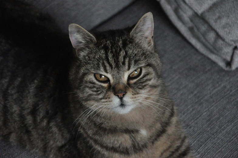 a close up of a cat sitting on a couch, facing the camera, short light grey whiskers, looking angry, high-quality photo