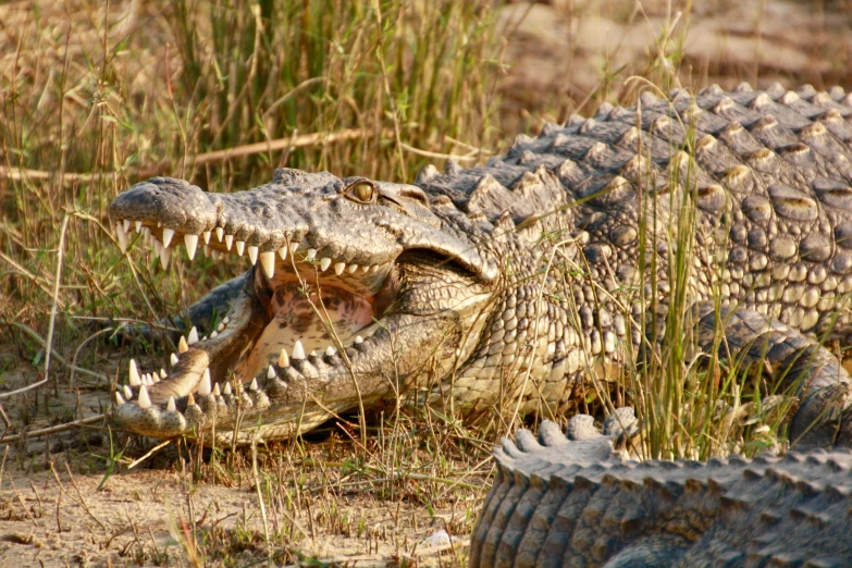 a couple of alligators that are sitting in the grass, by Gwen Barnard, pexels contest winner, hurufiyya, crocodile - like teeth, on the african plains, slide show, movie still of a snarling