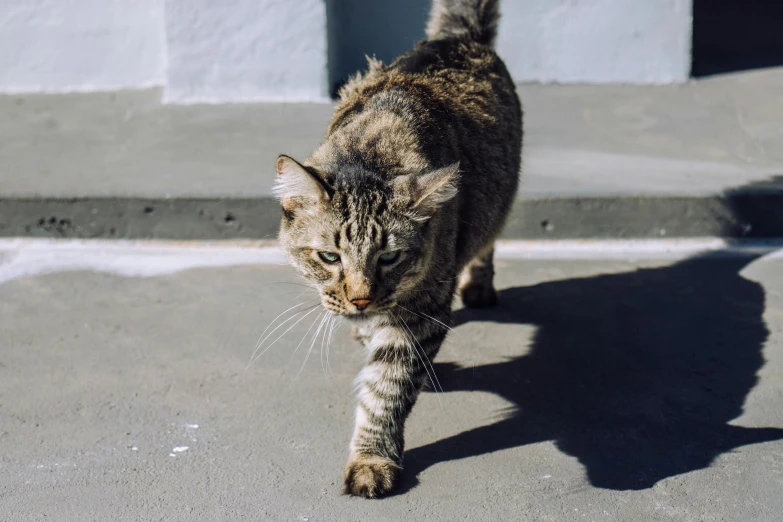 a close up of a cat walking on a sidewalk, on a gray background, in the sun, well preserved, instagram post