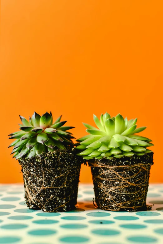 a couple of potted plants sitting on top of a table, inspired by Elsa Bleda, pop art, orange fluffy spines, black textured, no cropping, green pupills