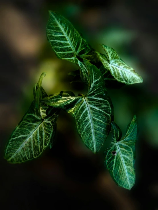 a close up of a plant with green leaves, color ( sony a 7 r iv, with dramatic lighting, no cropping, jonathan ivy
