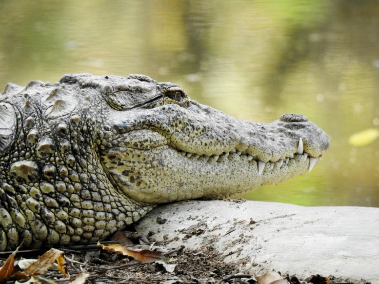 a large alligator laying on top of a log, pexels contest winner, hurufiyya, australian, full faced, on a riverbank, hestiasula head