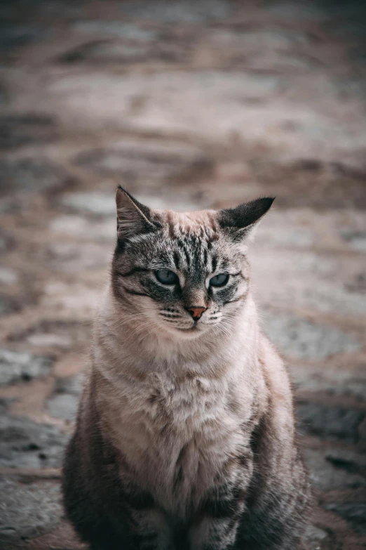 a cat sitting on the ground looking at the camera, pexels contest winner, wrinkles, slightly pixelated, gif, portrait shot 8 k