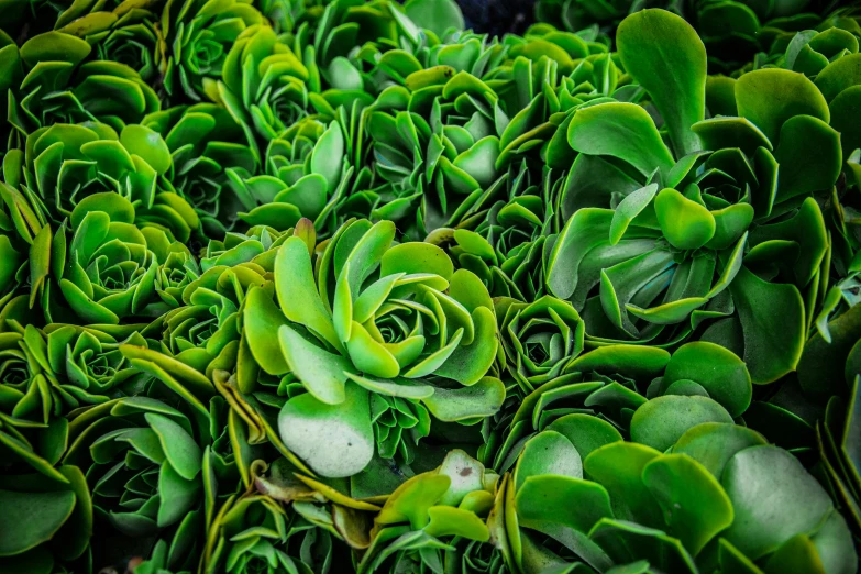 a close up of a bunch of green plants, by Jessie Algie, pexels, green square, shot on sony a 7, best selling, lettuce