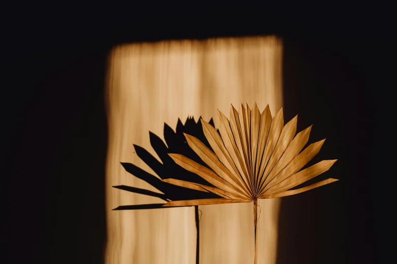 a close up of a plant in front of a window, an abstract sculpture, unsplash, visual art, warm golden backlit, botanical herbarium paper, two suns, with a black background