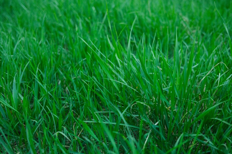 a fire hydrant sitting in the middle of a lush green field, zoomed in, long thick grass, green: 0.5, grass texture material