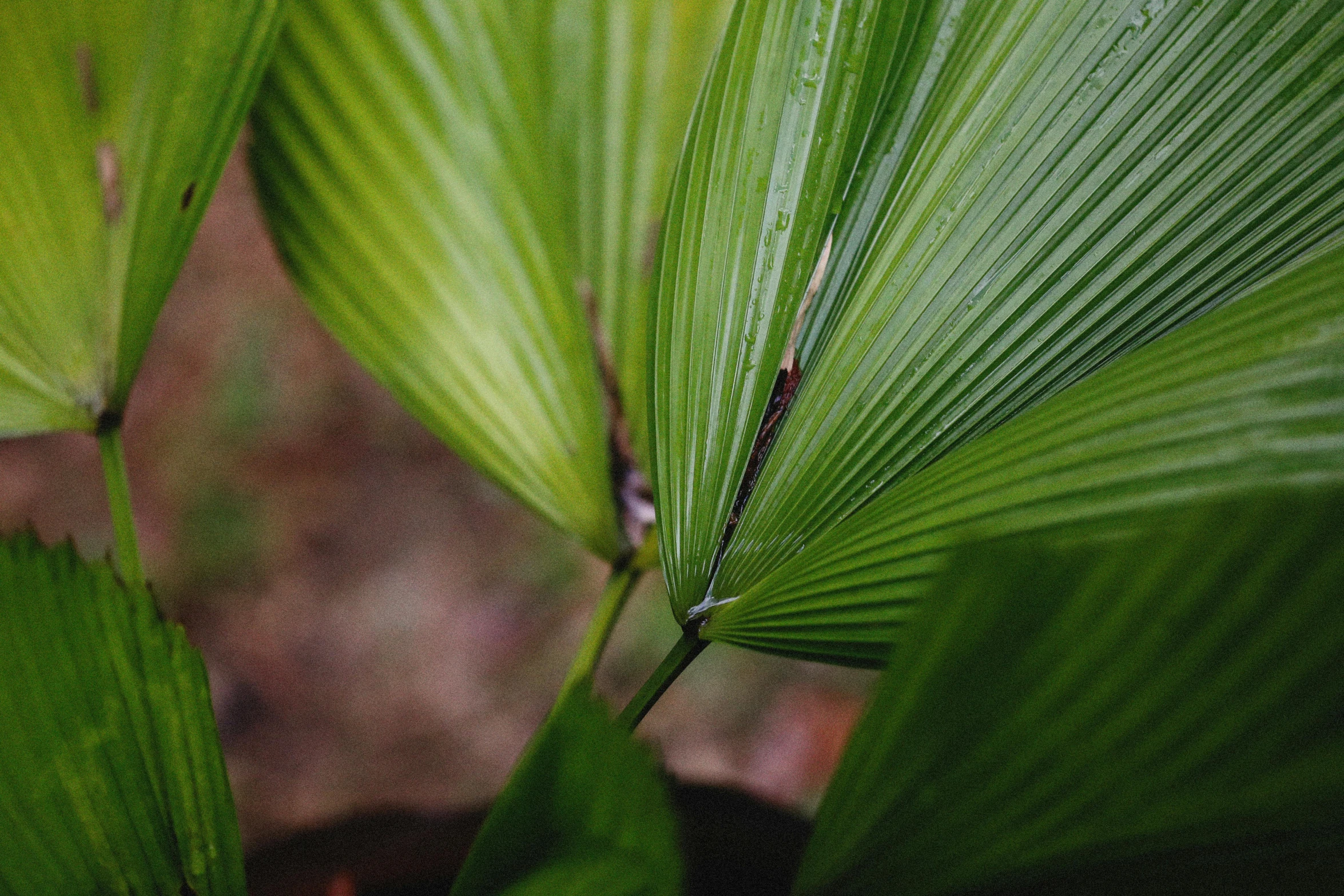 a close up of a plant with green leaves, the palms come from the ground, amanda lilleston, a pair of ribbed, wētā fx