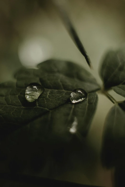 a close up of a leaf with water droplets on it, unsplash contest winner, renaissance, desaturated, ignant, lofi, high quality image”