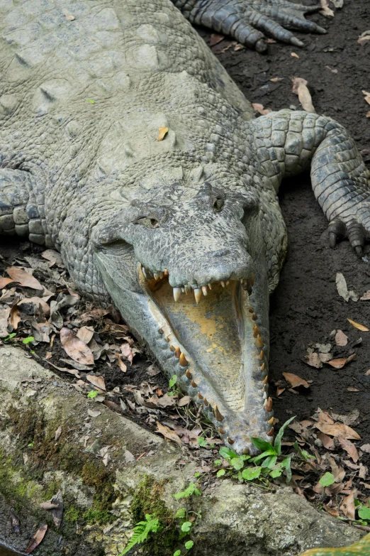 an alligator that is laying down on the ground, by Gwen Barnard, pexels contest winner, sumatraism, massive teeth, fully armoured, a high angle shot, closeup 4k