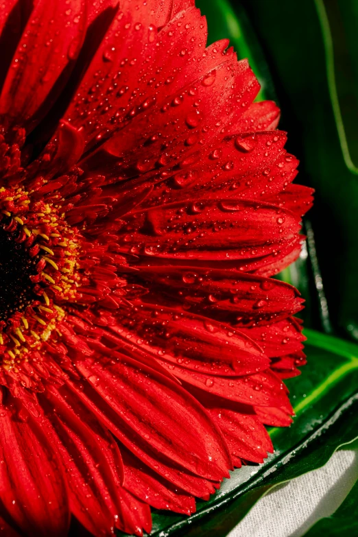 a close up of a red flower with water droplets, by Jan Rustem, pexels, fine art, giant red flower afro, highly detailded', lush green, today\'s featured photograph 4k