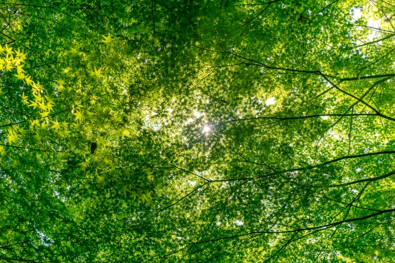 a canopy over looking the sky with green leaves