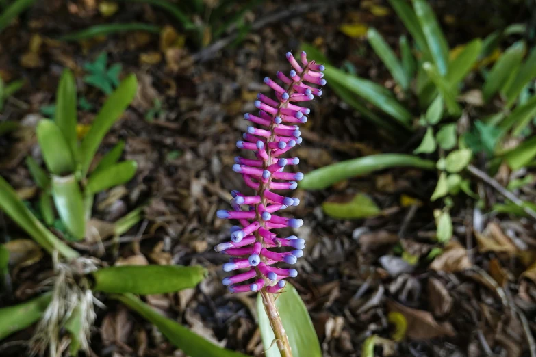 a close up of a flower on a plant, by Gwen Barnard, hurufiyya, forked snake tongue sticking out, pink and blue colour, ramps, botanic garden