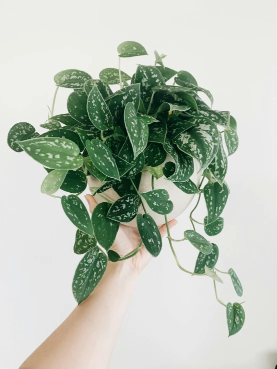 a person holding a potted plant in their hand, by Sydney Carline, trending on unsplash, photorealism, white freckles, large vines, silver filigree, flat lay