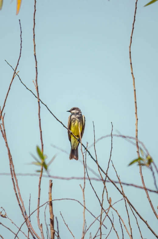 a small bird sitting on top of a tree branch, yellow, gazing off into the horizon, sprawling, long antennae