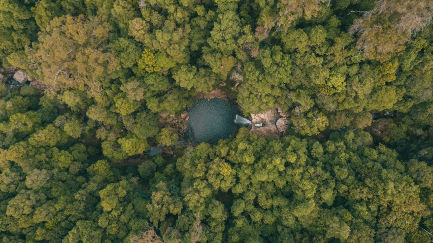 the aerial view shows many green trees