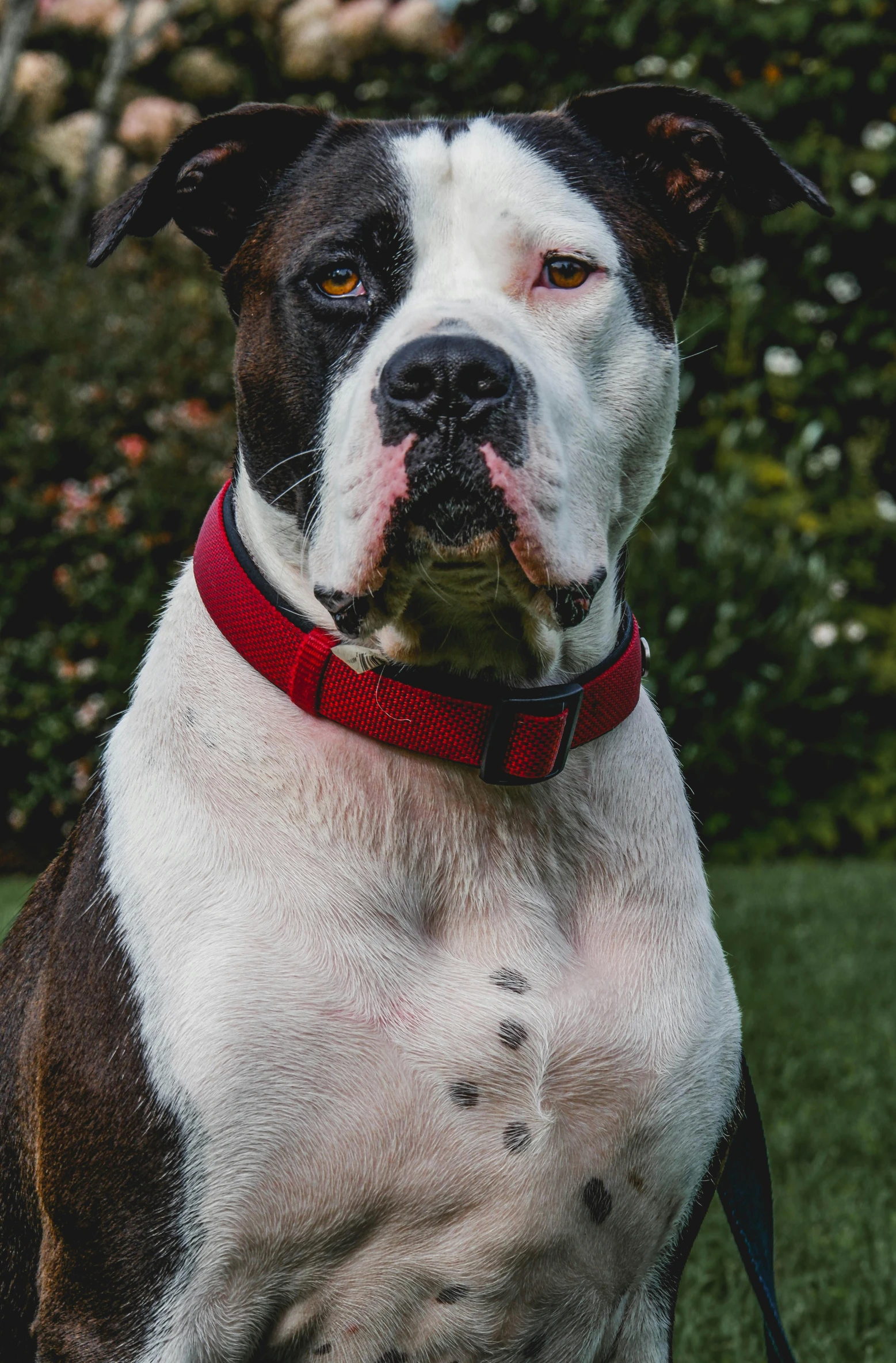 a brown and white dog sitting on top of a lush green field, emaciated shaved face, reds), portrait of immense, a fat