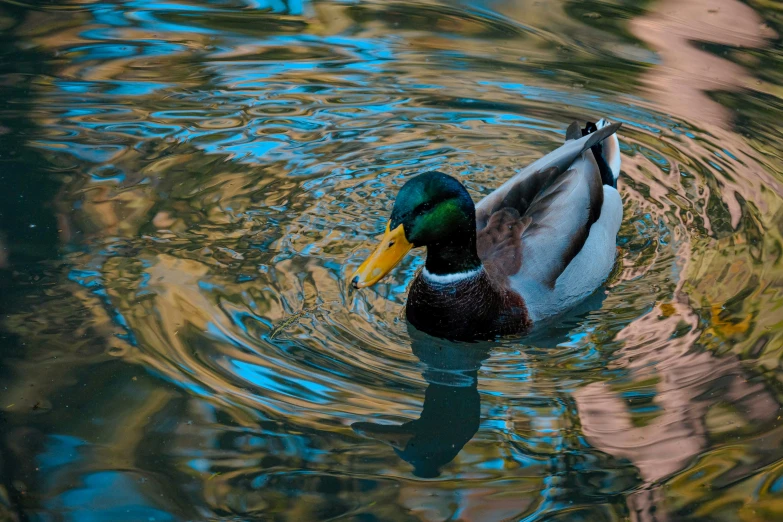 a duck floating on top of a body of water, inspired by Jacob Duck, pexels contest winner, colorful swirly ripples, street photo, hunting, rounded beak