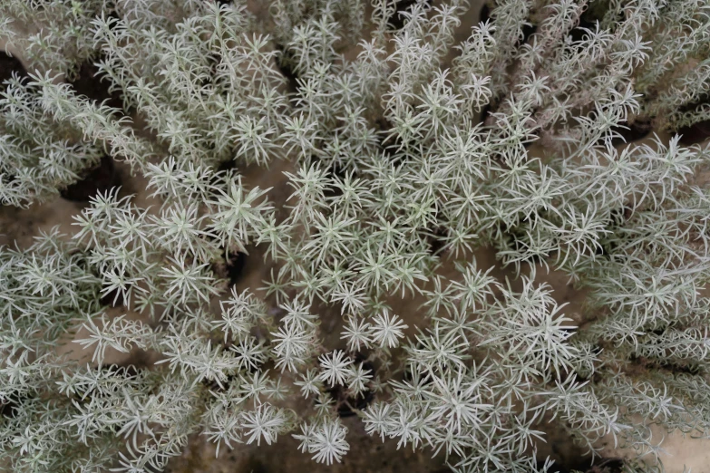 a close up of a plant with white flowers, a stipple, by Gwen Barnard, land art, cacti everywhere, top down photo at 45 degrees, ghostly white trees, hundreds of them