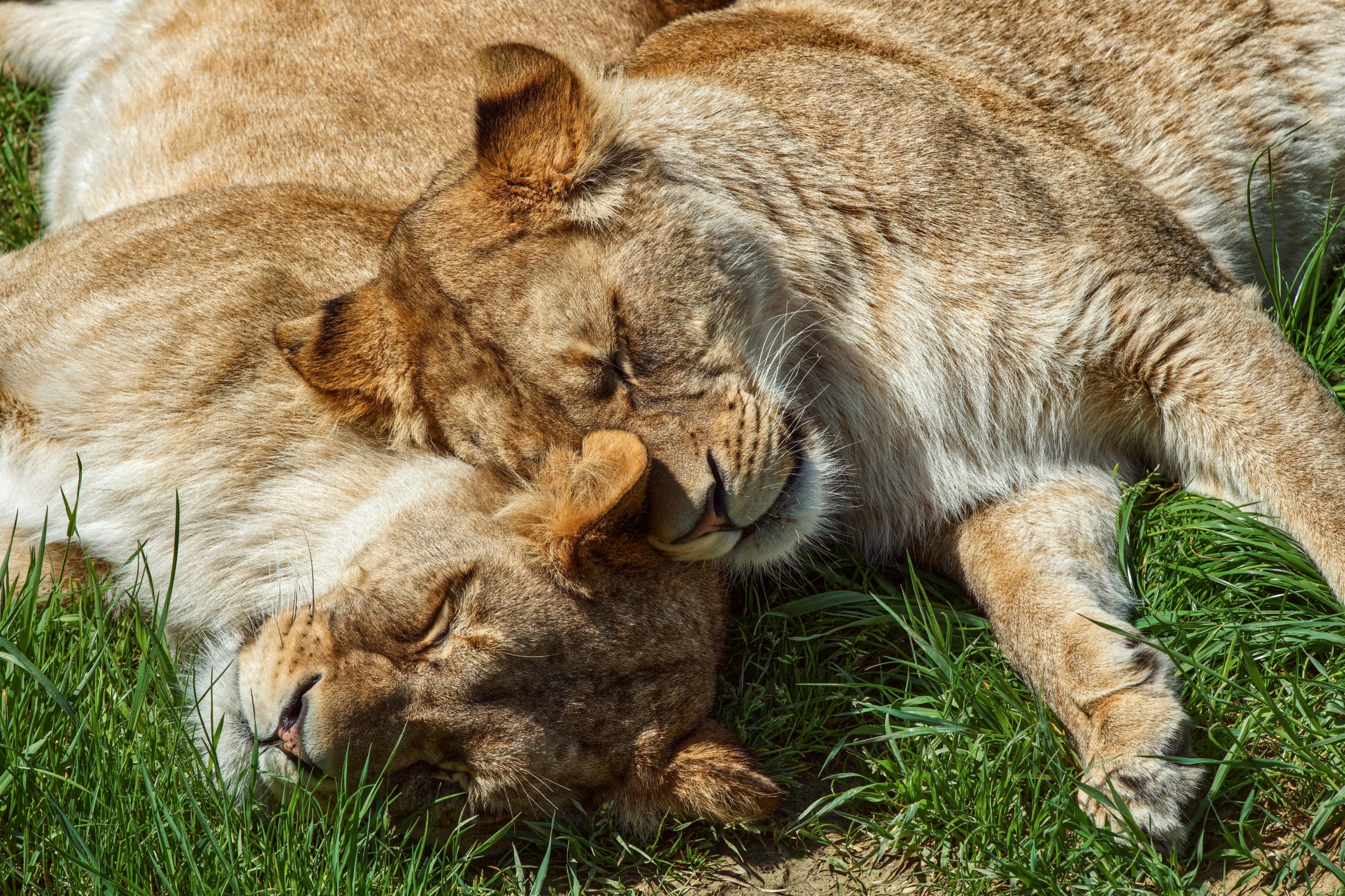 two young lions wrestling on the ground in the grass