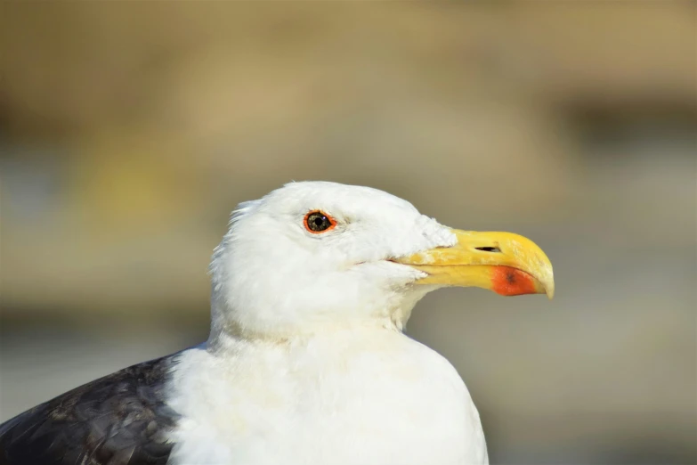 a close up of a seagull with a blurry background, pexels contest winner, 🦩🪐🐞👩🏻🦳, with a white muzzle, with a yellow beak, portrait of an old