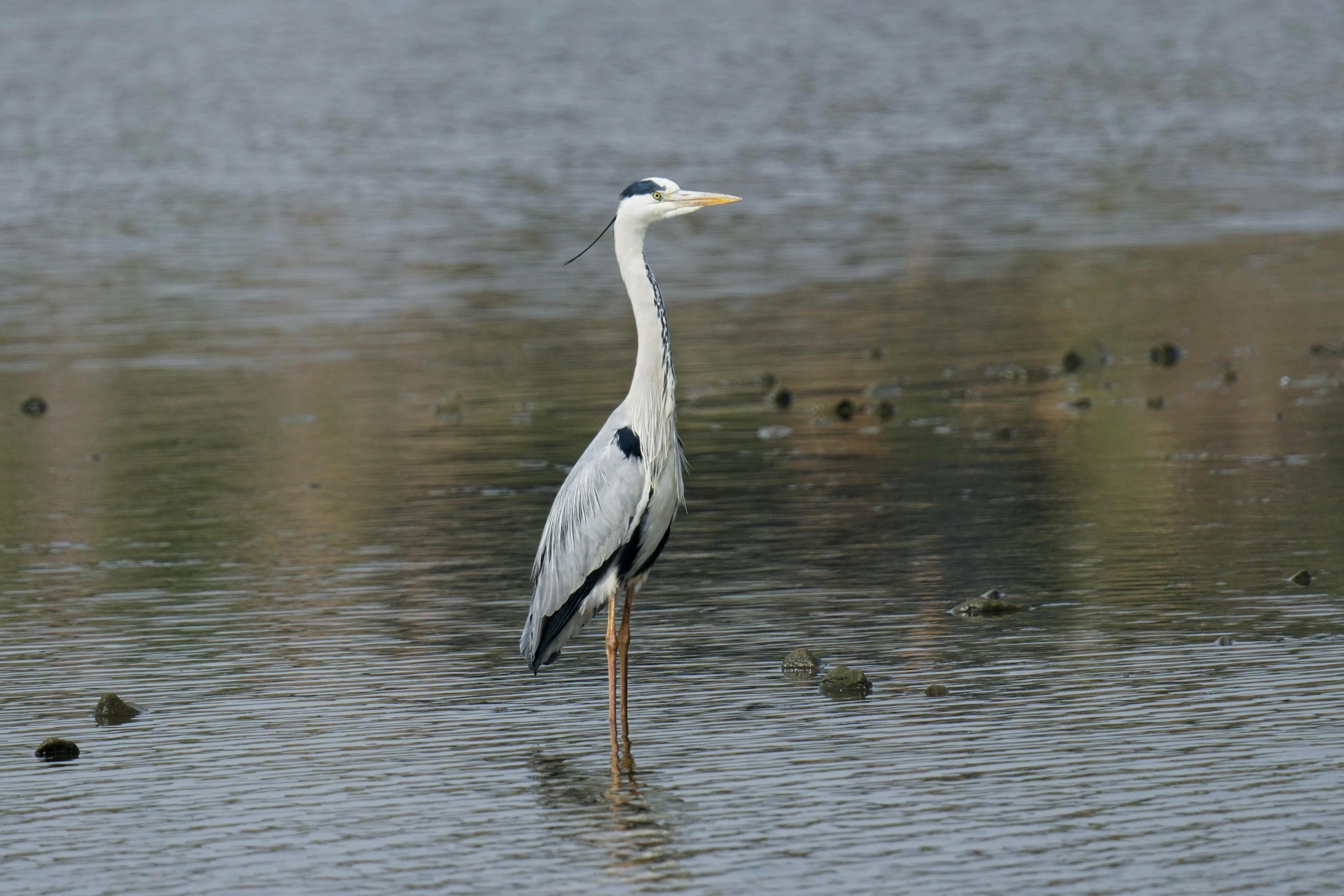 a bird that is standing in the water, large and tall, on a riverbank, no cropping, darren bartley