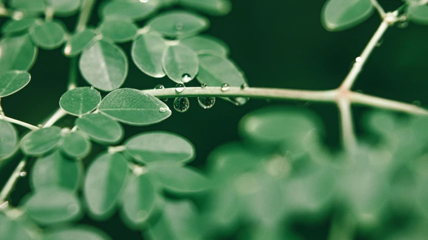 a close up of a plant with water droplets on it, trending on pexels, hurufiyya, moringa juice, sustainable materials, thumbnail, embedded with gemstones