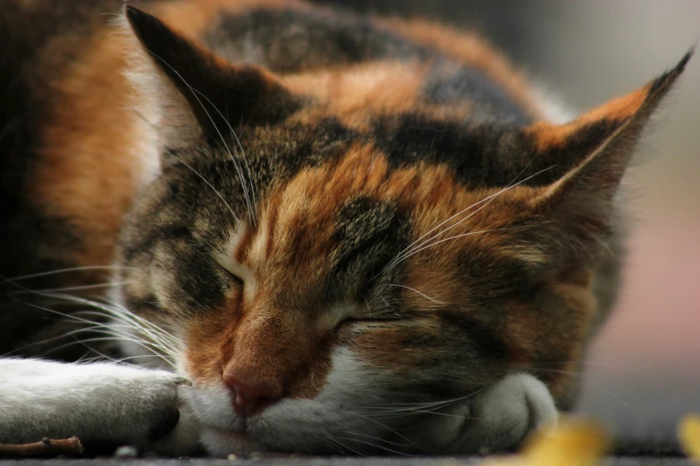 a close up of a cat sleeping on the ground, a portrait, flickr, multi - coloured, shot on sony a 7, young female, warm shading