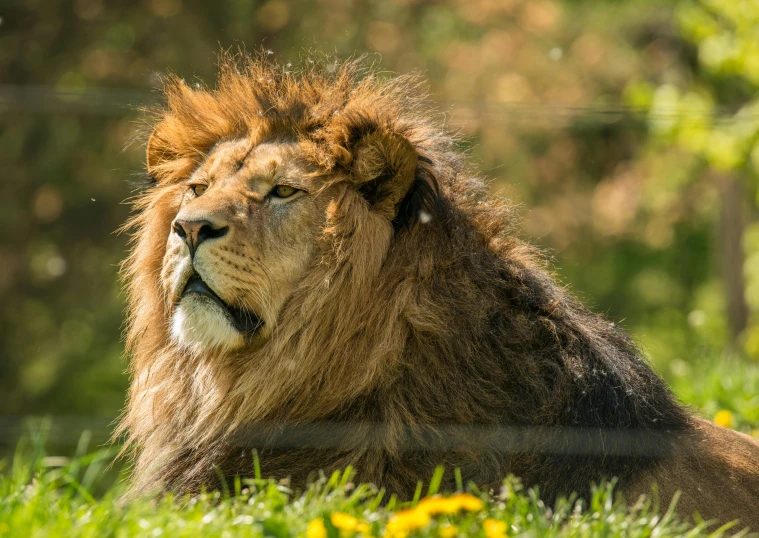 a close up of a lions face lying on a grass field