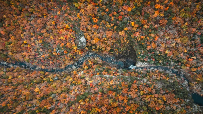 an aerial view of a road surrounded by trees, by Daniel Lieske, pexels contest winner, color field, william penn state forest, river flowing through a wall, leafs falling, looking down a cliff