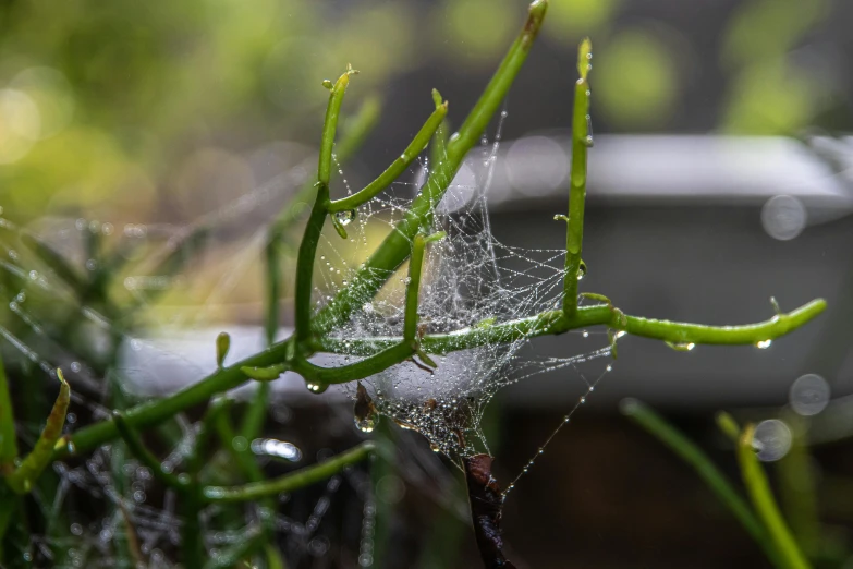 a close up of a spider web on a plant, a macro photograph, unsplash, james webb, draped with water and spines, ignant, taken in the early 2020s