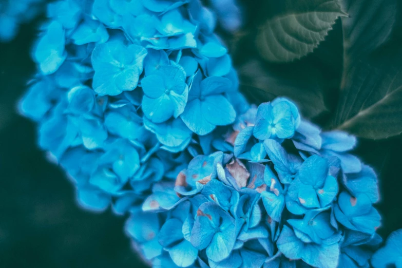 a close up of the blue flowers that have already opened