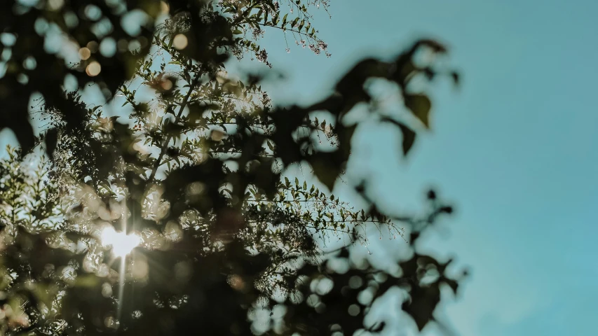 the sun shines through the branches of a tree, inspired by Elsa Bleda, unsplash, light and space, flowers and trees, 50 mm bokeh, intricate plants, today\'s featured photograph 4k