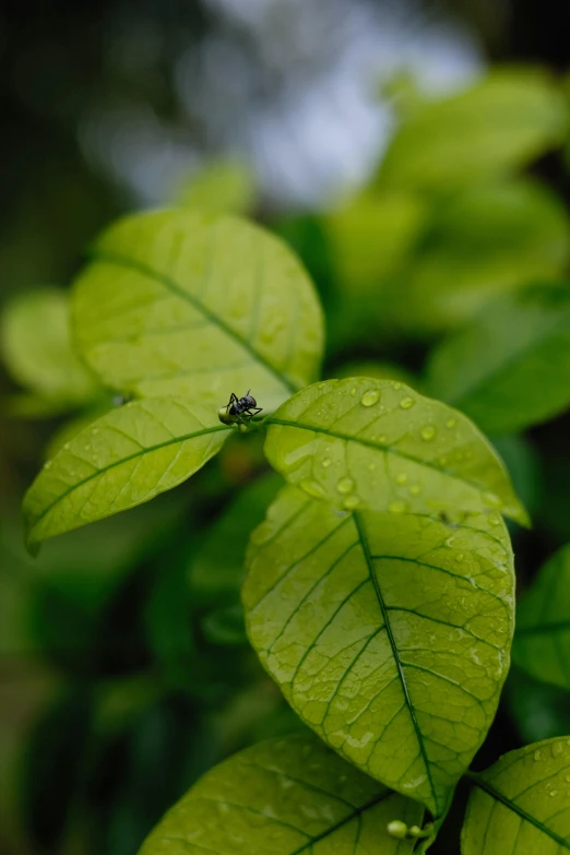 a close up of a plant with water droplets on it, poison ivy, rhino beetle, medium-shot, medium sensor