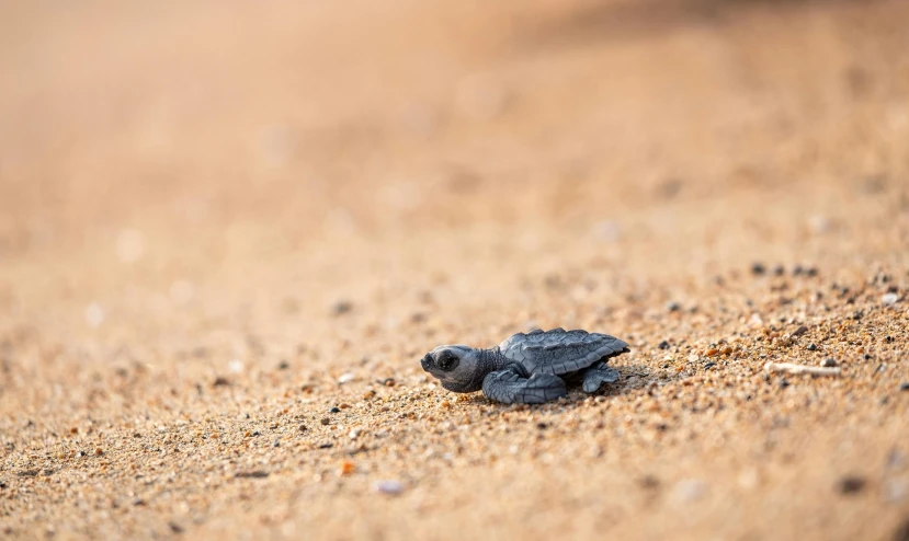 a baby turtle crawling out of the sand, pexels contest winner, hurufiyya, grey, small, thumbnail, sri lanka