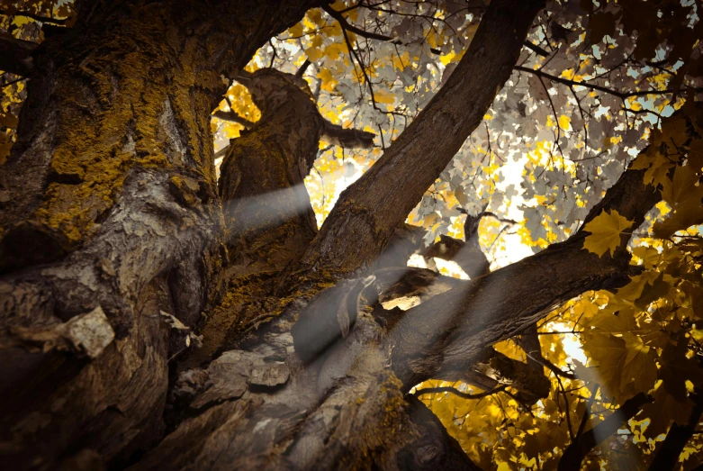 the sun shines through the branches of a tree, by Carl Rahl, art photography, national geographic photo award, gold dappled light, brown, sycamore