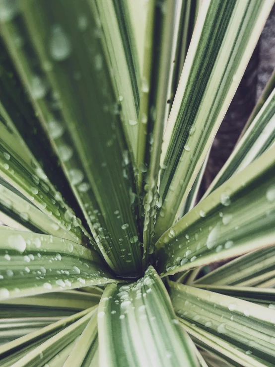 a close up of a plant with water droplets on it, by Alejandro Obregón, unsplash, multiple stories, palm lines, sustainable materials, a high angle shot