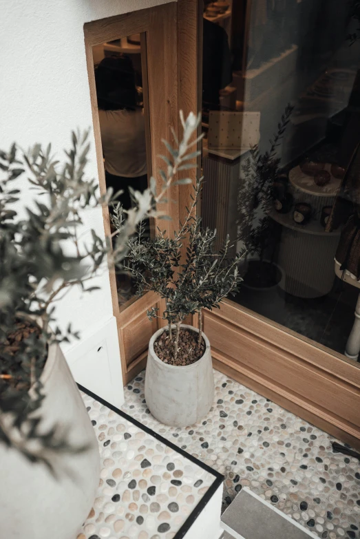 a potted plant sitting on top of a tiled floor, inspired by Constantin Hansen, trending on unsplash, concrete art, shop front, olive tree, manuka, rusticated stone base